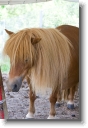IMG_5376 * Baby horse * 333 x 500 * (110KB)